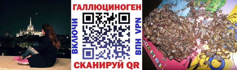Псилоцибиновые грибы Psilocybine cubensis  Струнино 